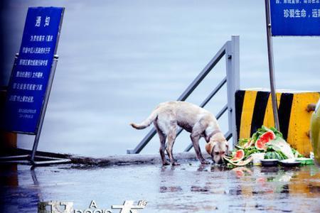 忠犬流浪记原型流浪了多久