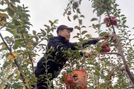 摘苹果是什么季节的农活