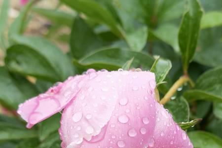 七月清晨的小雨祝福语句