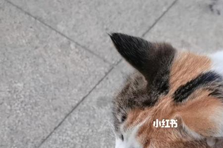 三花猫怎么能粘人