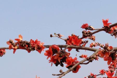 木棉花在山东，什么时候开