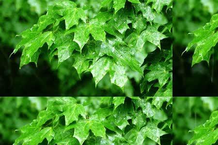 下雨小草什么树叶什么