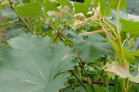 家庭种植葡萄怎么催花