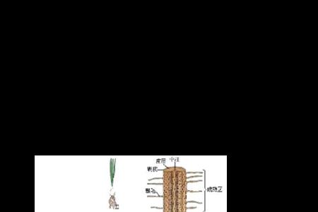 植物的主根和须根各吸收什么