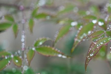 雨落是词语吗