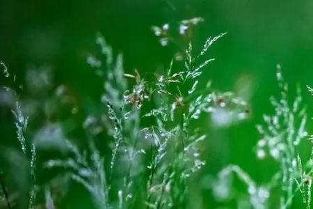 心雨是什么意思