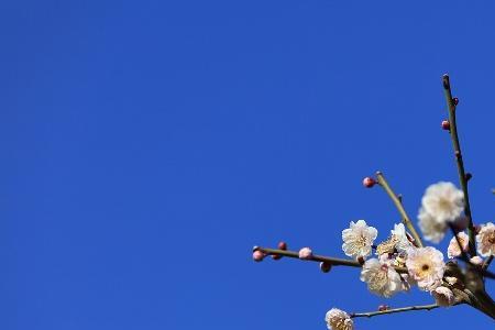 梅花到底香不香