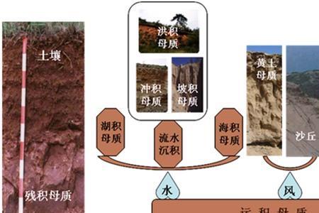 原生和次生是什么意思