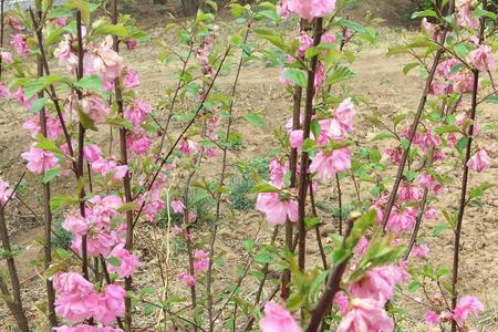 百花吐蕊意思