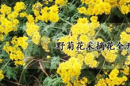 野菊花开时结局