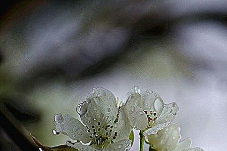 梨花带雨下联