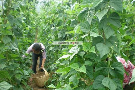 无筋绿架豆种植时间