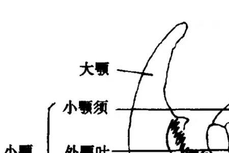 凶鸟和毒虫有什么不同