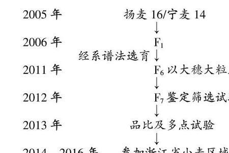 金田麦1号小麦品种