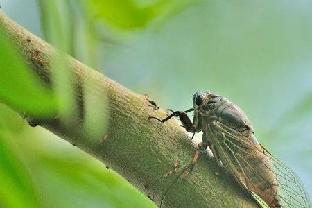 夏蝉鸣和寒蝉鸣有什么区别