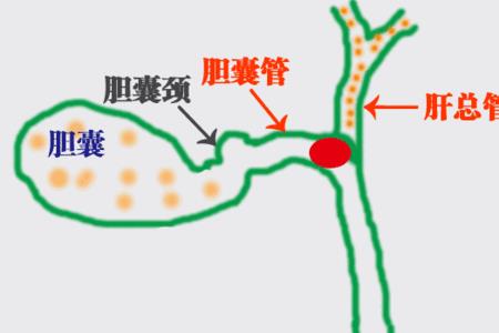 胆在左边还是右边