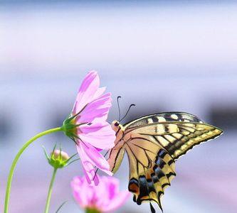 陌上观花蝶引路全诗