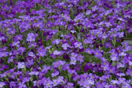 介绍植物的样子、特点和颜色