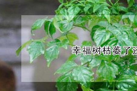 怎样救活枯萎幸福树