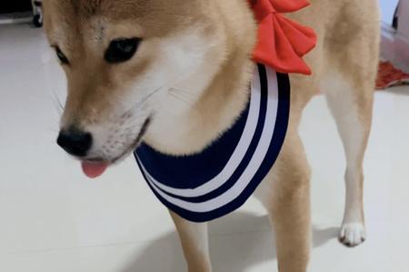 20斤狗粮柴犬能吃多久