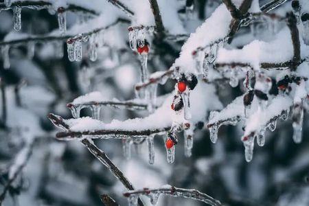 飞雪的近义词