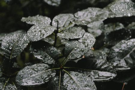 淅沥淅沥是什么声音