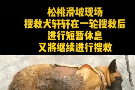 搜救犬搜到东西会趴下吗