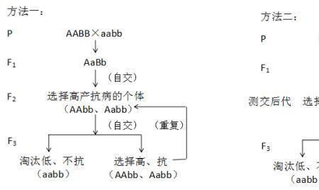 单倍体育种年限