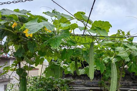 楼顶瓷砖建菜池最佳高度