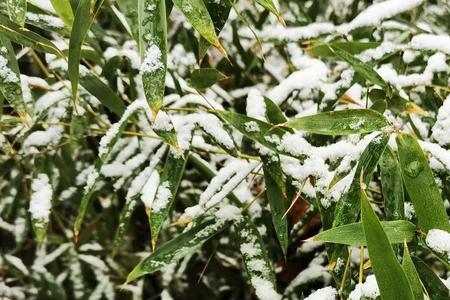 雪霁银妆素,桔高映琼枝