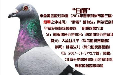 白眉鸽子是什么品种