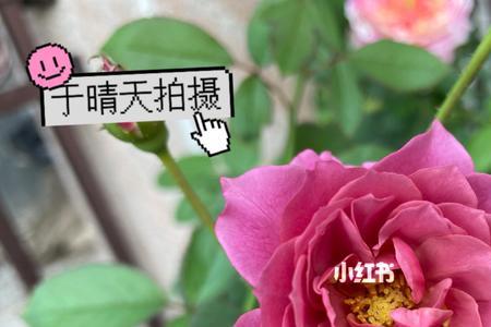 三文鱼月季花优缺点