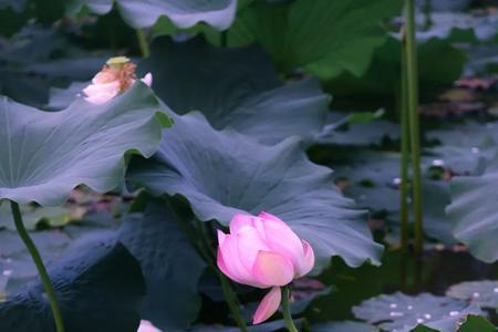 芭蕉开绿扇,菡萏荐红衣什么意思