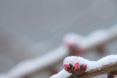 三月飞雪妒春阳是什么意思