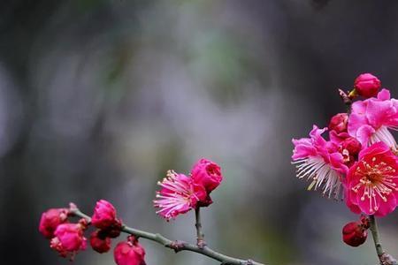 花开一诺是什么意思