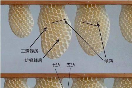 怎样把准备筑巢的蜜蜂赶走