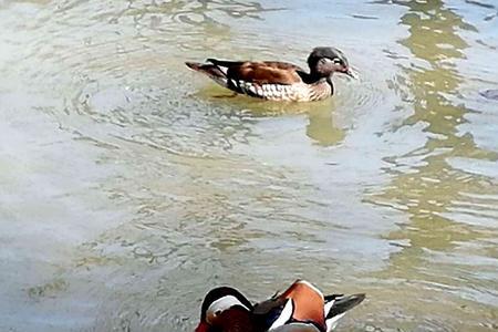 河里鸳鸯秀恩爱下联