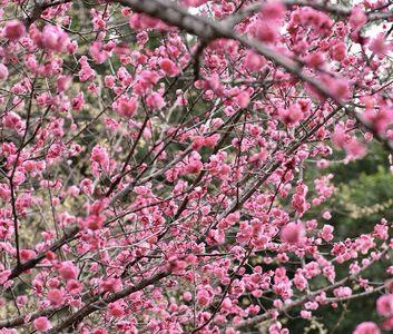 雪落梅梢愿与红颜同白首下一句