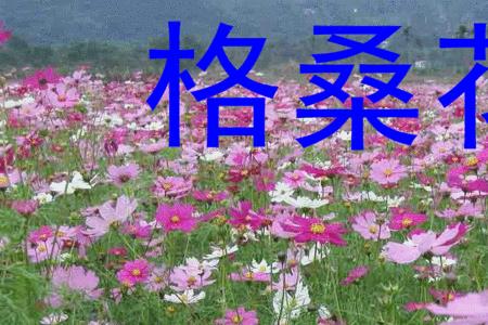 格桑花歌曲表达什么