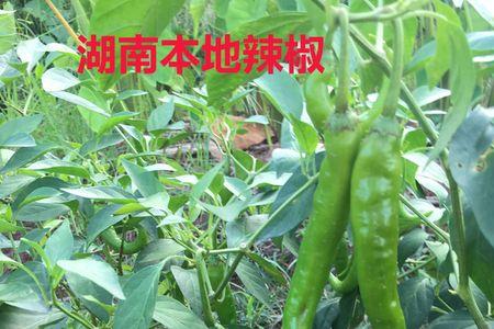 露天柿子椒种植技术管理方法