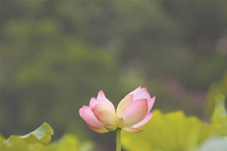 花开并蒂莲人结百年好，什么意思