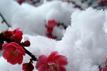 雪花伴着梅花开完整版原唱