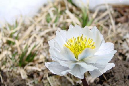 雪莲花怎样保存