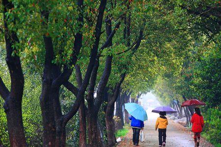 春雨雨中有什么景象呢