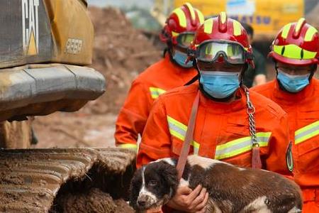 搜救犬泰山怎么受伤的