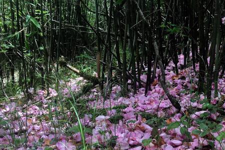 落英满地歌曲原唱