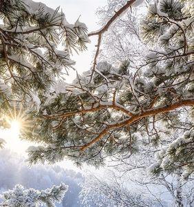 雪落在松树上扩写句子