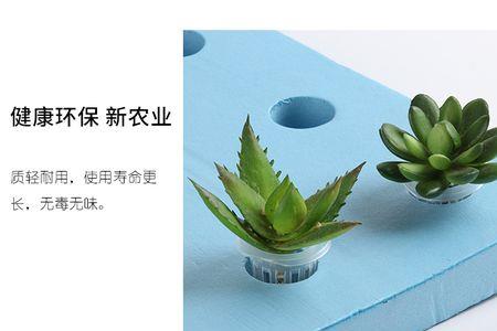 水培植物为什么用海绵