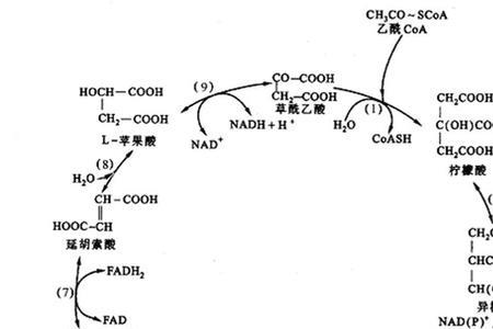 三羧酸循环的最终产物