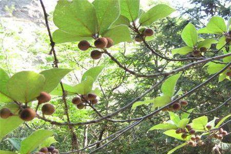 野生牛奶树能长多大